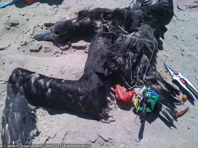 Deceased Black footed Albatross caught in latex balloon litter