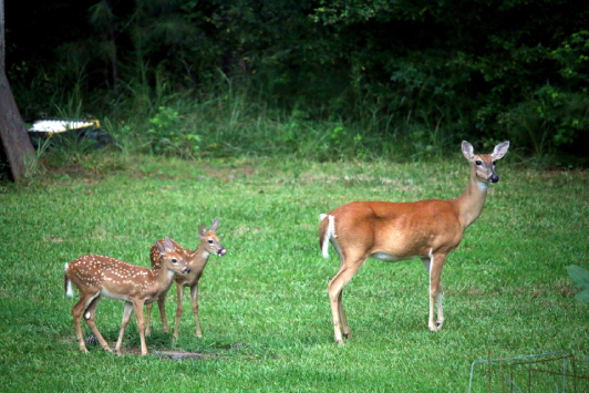 Image of a mother and two baby deer