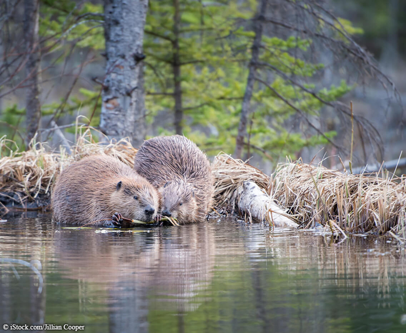 photo of beautiful beaver couple