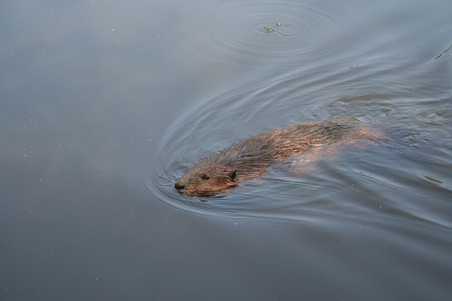beaver in water
