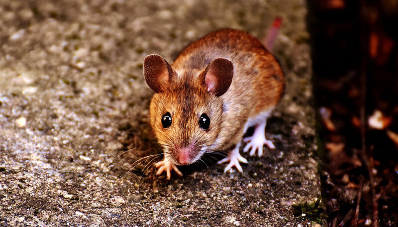 WLD cute mouse SI NC DB 1 Urge Massachusetts Assisted Living Facility to Ditch Glue Traps!