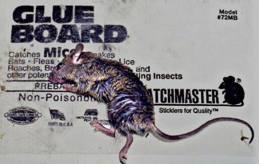photo of mouse stuck on glue trap
