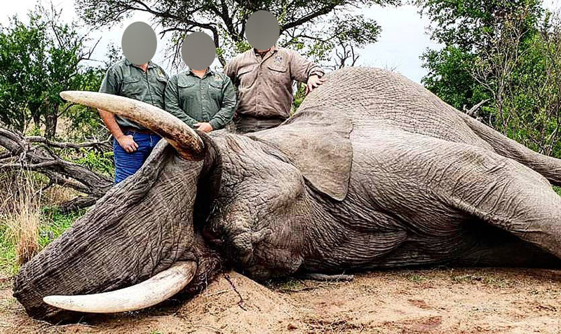 photo of trophy hunters with dead elephant