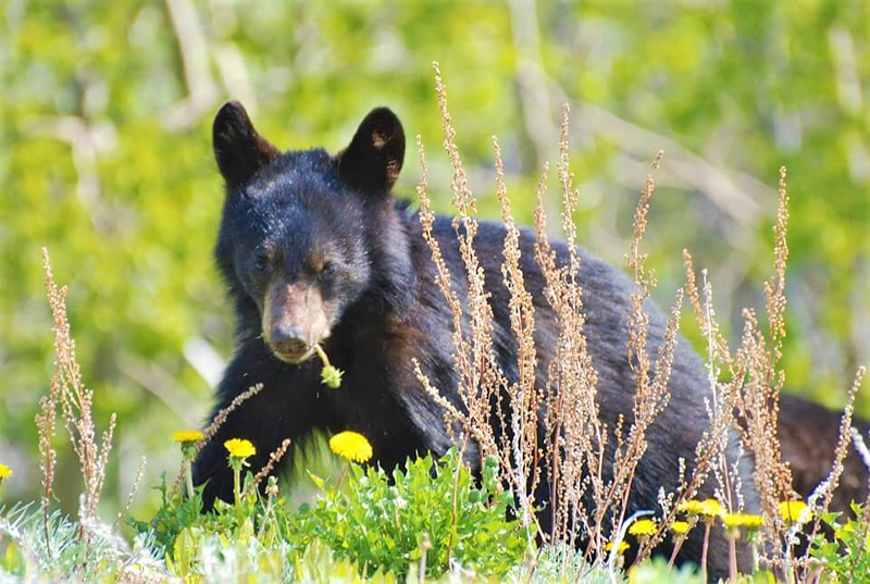 photo of black bear