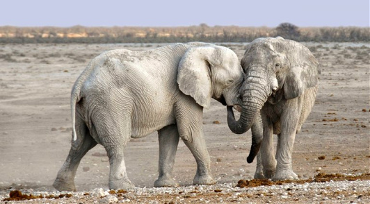 elephants in Africa