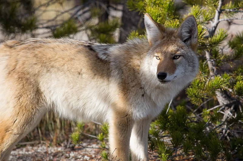 beautiful coyote