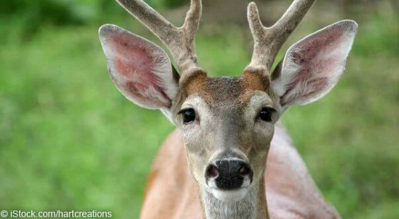 act now for deer