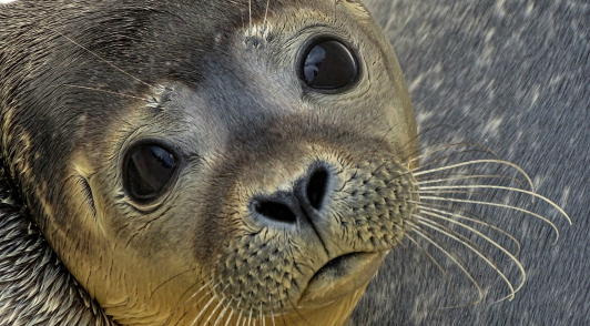 take action for seals and others