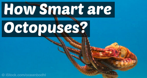 octopuses are this smart