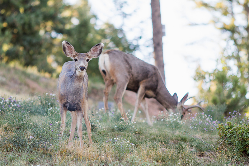 photo of beautiful deer in the woods