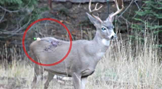 arrow stuck in deer