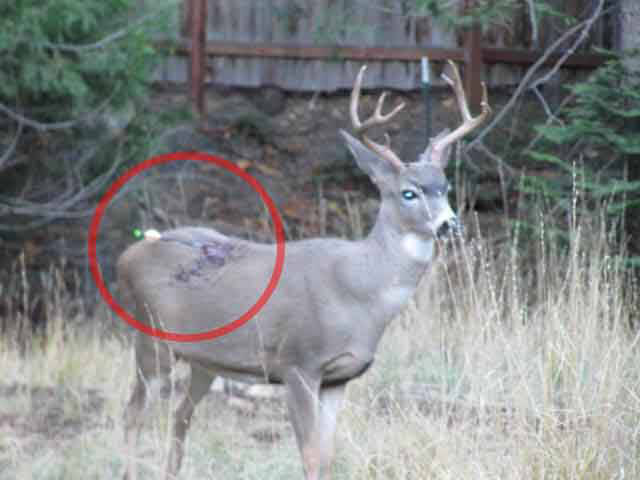 photo of deer with aarow piercing through their skin