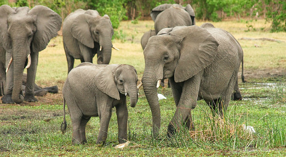 how to help elephants