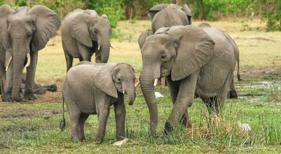 help elephants