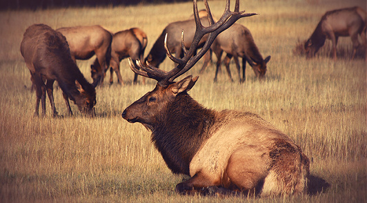 take action for tule elk