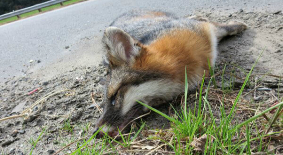 injured fox