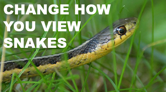 change how you view snakes