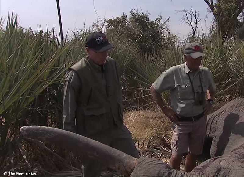 photo of Wayne LaPierre standing over elephant's body