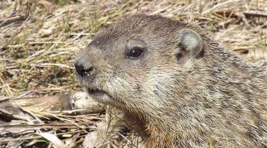groundhog