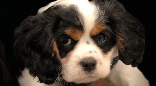 Cavalier King Charles Spaniel
