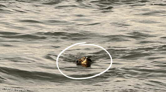 dog swimming lost at sea