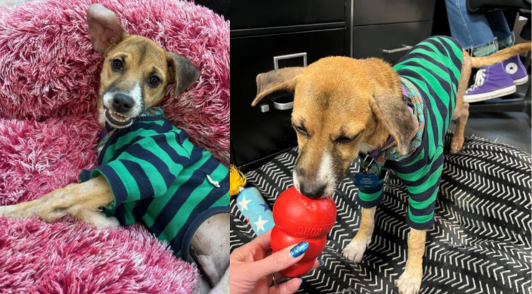 Gordon the dog after being rescued