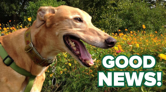 greyhound in a flower field with the words good news