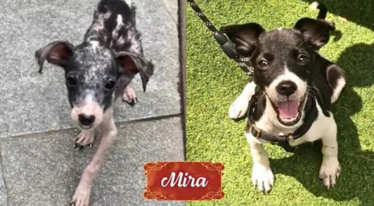 Mira the dog before and after
