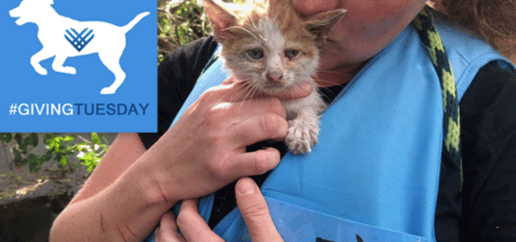 person holding kitten with the words giving tuesday