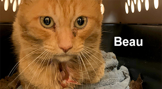 cat named Beau in carrier
