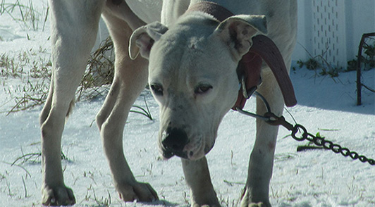 sad dog chained out in the snow