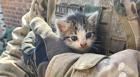 kitten in someones arms in war zone