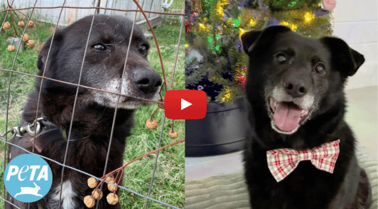 photos of Rusty the dog before and after rescue