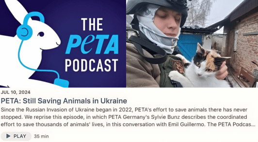 PETA podcast logo next to person rescuing cat in Ukraine