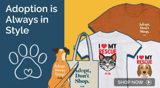 adopt dont shop merch with the words adoption is always in style
