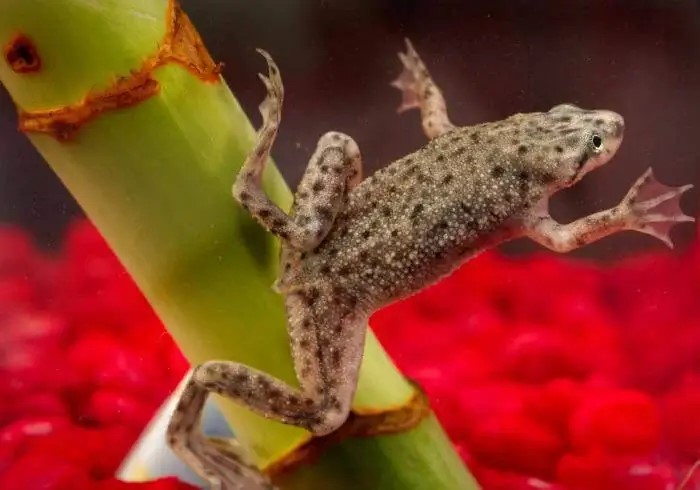 New species of tiny frogs discovered in Madagascar