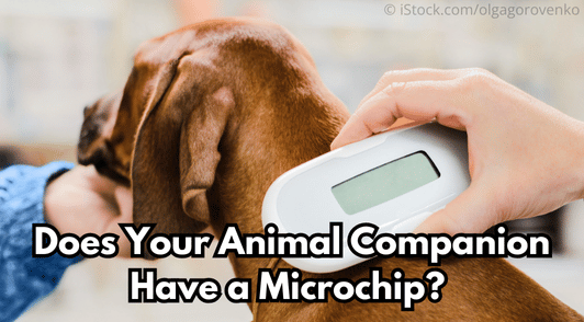 dog getting a microchip scan