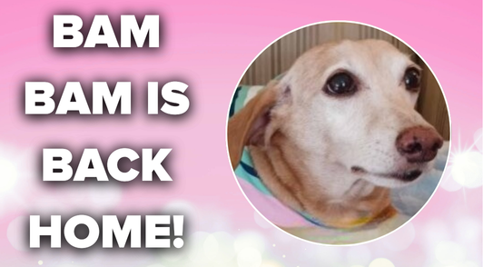 photo of dog Bam Bam with the words Bam Bam is back home