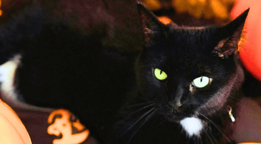 black cat