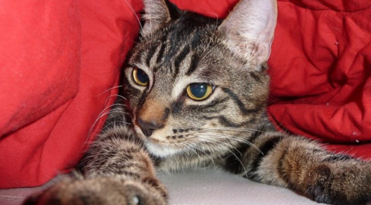 cat under red blanket