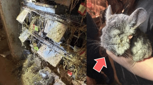 chinchilla at breeder