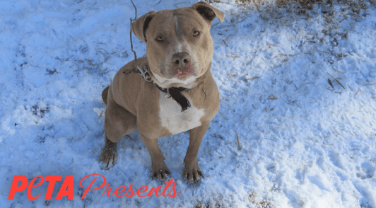 cold dog tethered in the snow with the words PETA Presents