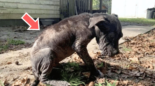 Dave the dog covered in fleas