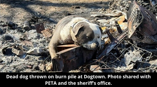 dead dog thrown on burn pile