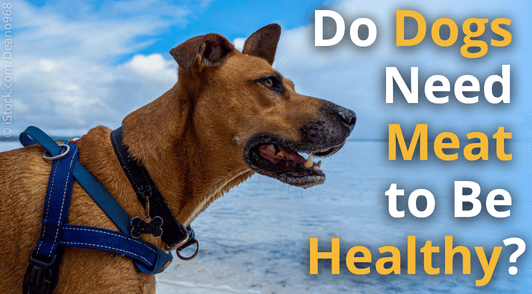 dog in harness at beach with the words do dogs need meat to be healthy
