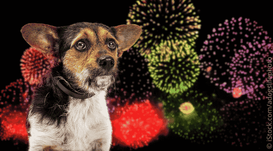 scared dog in front of background of fireworks
