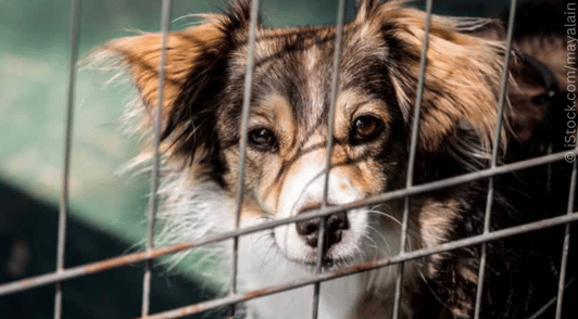 dog behind metal bars