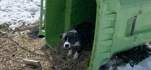 dog living in green bin