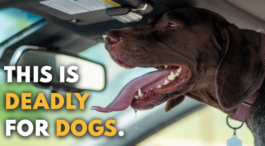 dog in hot car