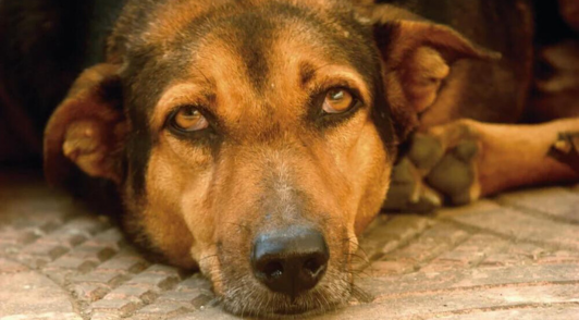 dog laying on floor